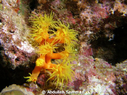 Sea anemone by Abdullah Samman 